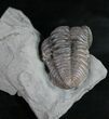 Large Flexicalymene Trilobite With Head Tucked #9221-1